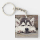 Suche nach malamute schlüsselanhänger Siberischer husky