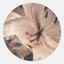 Suche nach lilly aufkleber Blume