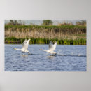 Suche nach tundra poster Nwr