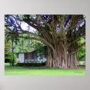 Suche nach banyan tree poster Baum