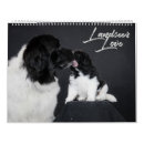 Suche nach das landseer Welpe