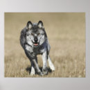 Suche nach lupus poster Natur