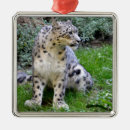 Suche nach der schneeleopard ornamente Panthera uncia