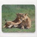 Suche nach löwe afrika mousepads Horizontal