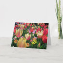 Suche nach tulpenfeld karten Blumen