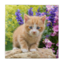 Suche nach kitten fliesen Lustig