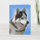 Suche nach sibirischer husky karten Zäh