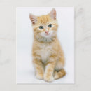 Suche nach tabby postkarten Haustier