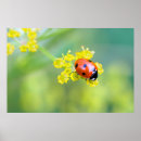 Suche nach pollen poster Fehler