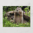 Suche nach murmeltiere postkarten Wilde tiere