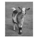 Suche nach pygmäe poster Tiere