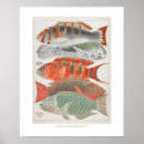 Suche nach great barrier reef poster Fische