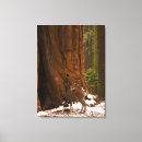 Suche nach maultier leinwandbilder Hirsche