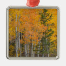 Suche nach espe ornamente Herbst