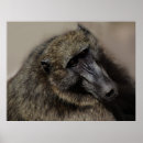 Suche nach ich liebe affen poster Schimpanse