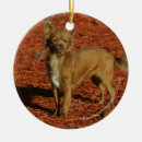 Suche nach kamera ornamente Stehend