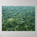 Suche nach seegras poster Tropisch