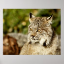 Suche nach luchs kunst poster Wild