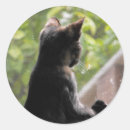 Suche nach schildpatt aufkleber Tortie