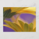 Suche nach makrophotographie postkarten Blume