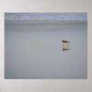 Suche nach küstenvögel poster Ozean