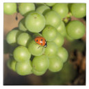 Suche nach cluster fliesen Rot