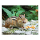 Suche nach chipmunk foto poster Wildtiere