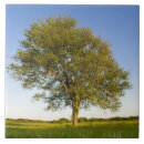 Suche nach lebensraum fliesen Baum