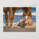 Suche nach wild horse poster Fohlen
