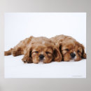 Suche nach kleinbetrieb poster Hunde