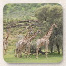 Suche nach wilde tiere untersetzer Giraffe