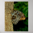 Suche nach owl poster Schmetterling