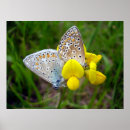 Suche nach braune punkte poster Blau