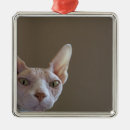 Suche nach sphinx ornamente Sphynx