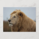 Suche nach weißer löwe postkarten Afrika