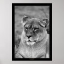 Suche nach weißer löwe poster Katze