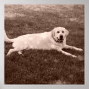 Suche nach labrador retriever poster Foto