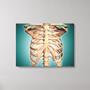 Suche nach brustkorb leinwandbilder Biologie