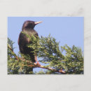 Suche nach starling postkarten Bäume