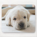 Suche nach labrador welpen mousepads Haustier