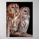 Suche nach tawny poster Natur