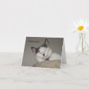 Suche nach nickerchen machen karten Katze