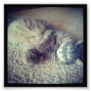 Suche nach cat hair poster Grau