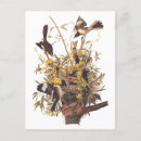 Suche nach vogeleier poster Spottdrossel