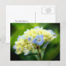 Suche nach hortensie postkarten Natur