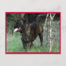 Suche nach cane corso postkarten Korsett