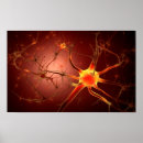 Suche nach neuron poster Chemische synapsen
