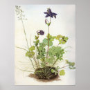 Suche nach albrecht durer poster Blüte
