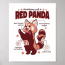 Suche nach rote pandas poster Roter panda