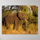 Suche nach afrikanische elefanten poster Afrikanischer elefant